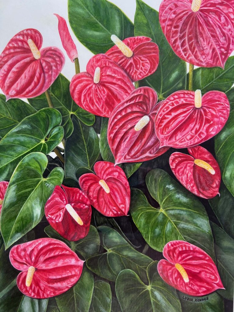 IMG_4178 (3) Anthurium Lydia Kovacs