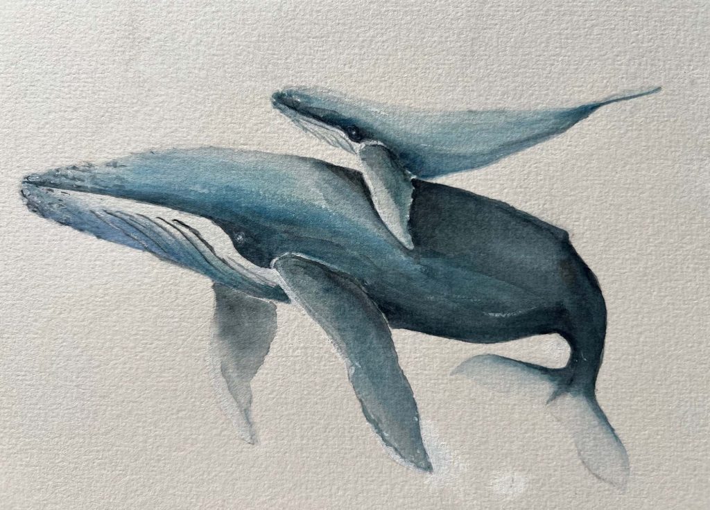 IMG_4189 Whale and calf Lydia K