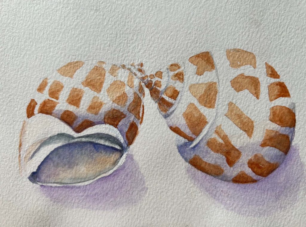 IMG_4192 Shells Rebecca Dickson