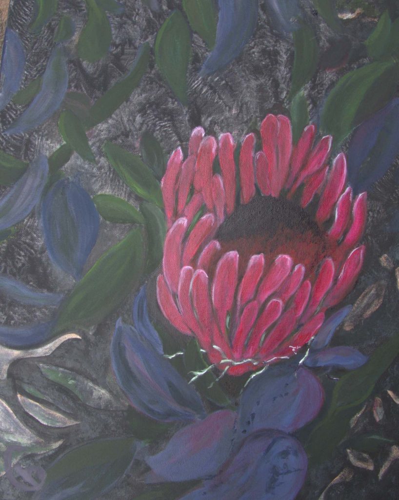 Protea in the wild Cecily Barrack