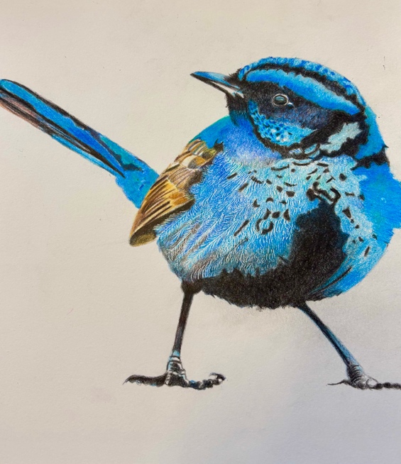 Working with Coloured Pencils
